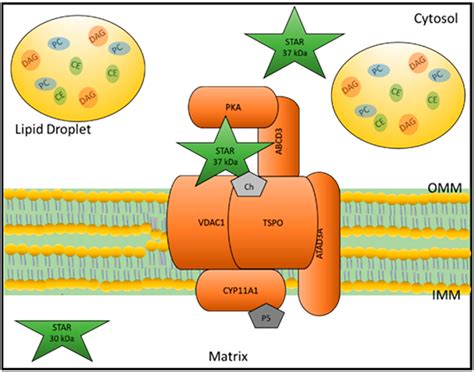 hermes and lipid transport|Cholesterol transport between cellular membranes: A balancing .